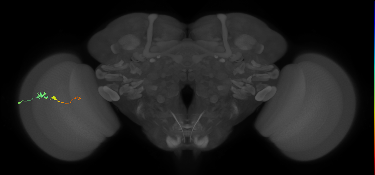 Tm6_L (MaleCNS:109634)