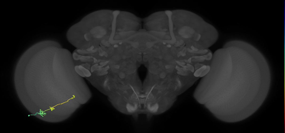 Tm6_L (MaleCNS:166542)