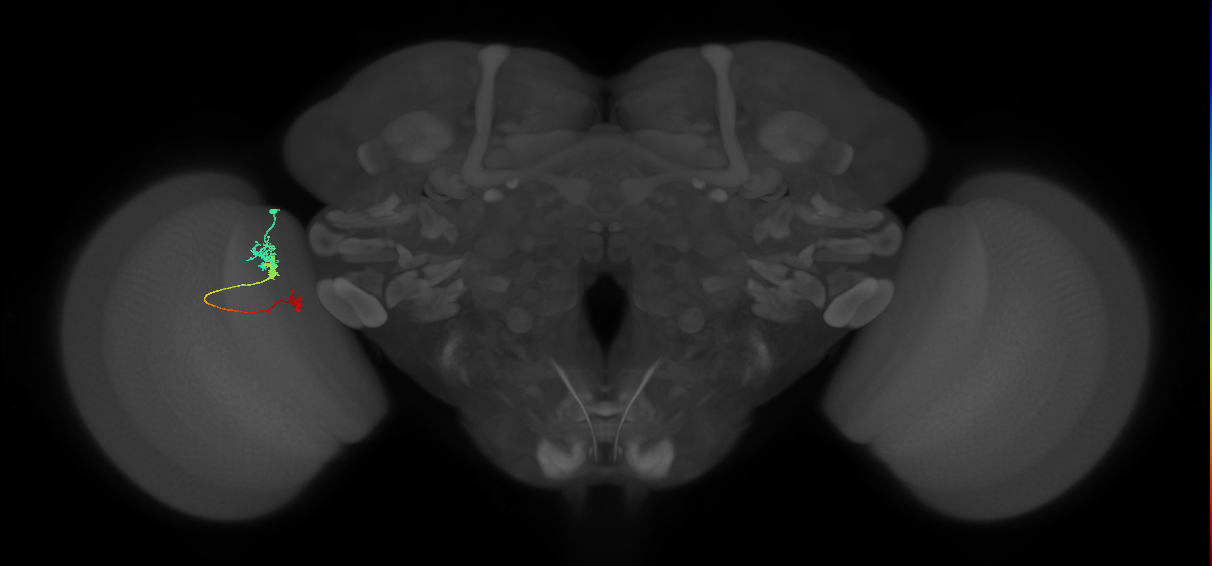 Tm6_L (MaleCNS:143805)