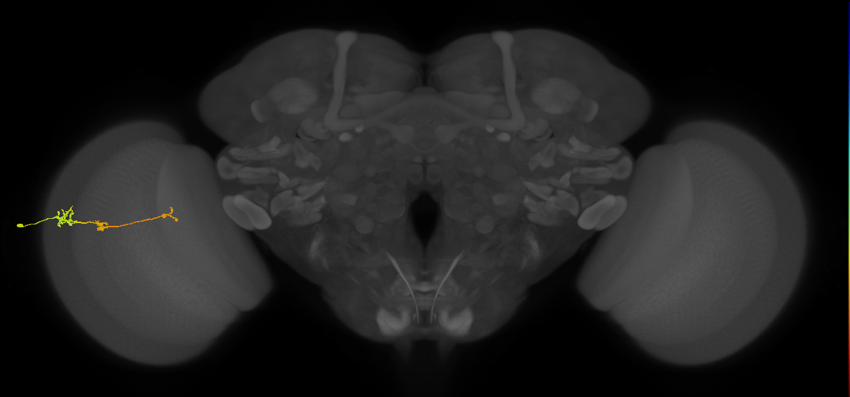 Tm6_L (MaleCNS:549600)