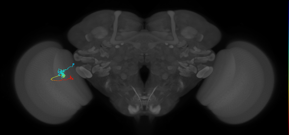 Tm6_L (MaleCNS:135671)