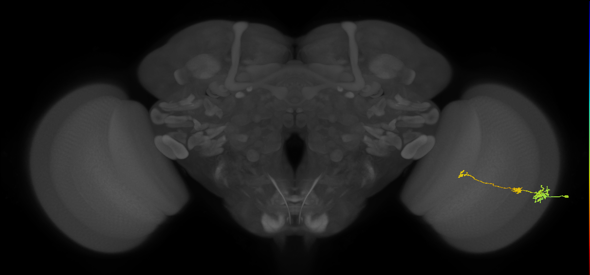Tm6_R (MaleCNS:88303)