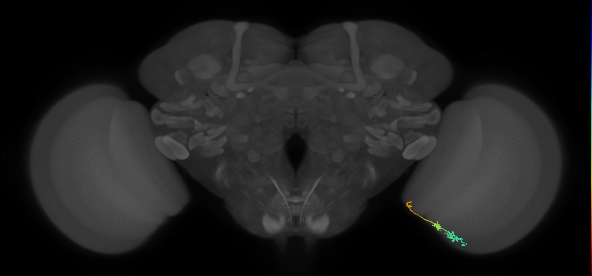 Tm6_R (MaleCNS:133831)