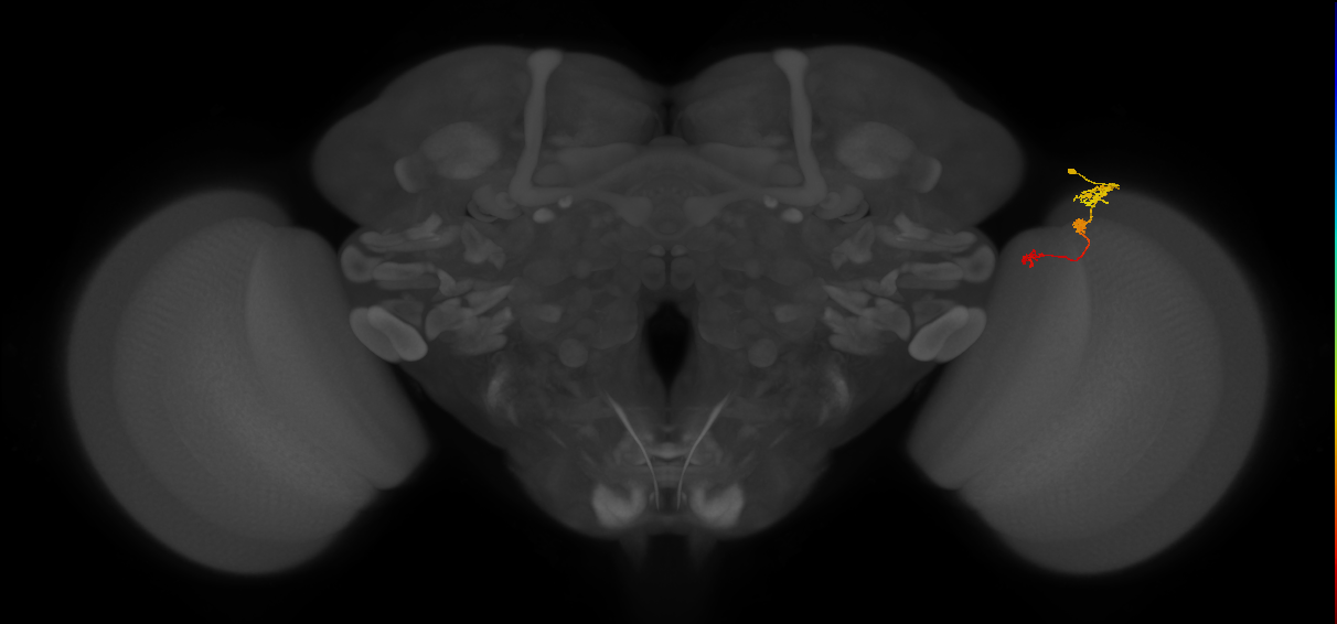 Tm6_R (MaleCNS:106222)