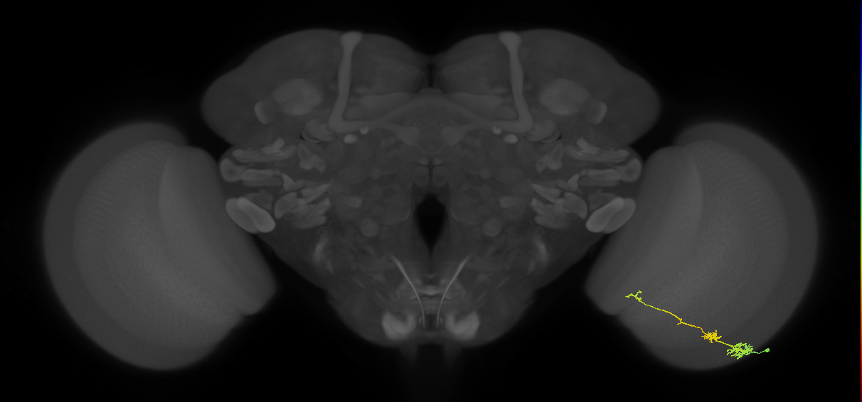 Tm6_R (MaleCNS:95252)