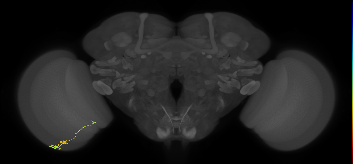 Tm6_L (MaleCNS:549759)
