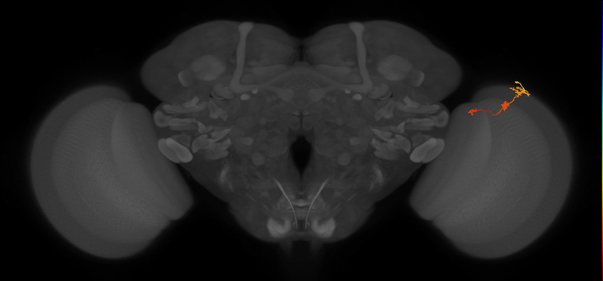 Tm6_R (MaleCNS:108899)