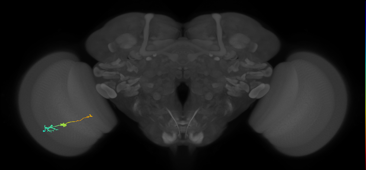 Tm6_L (MaleCNS:531018)