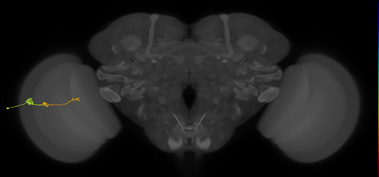 Tm6_L (MaleCNS:71096)