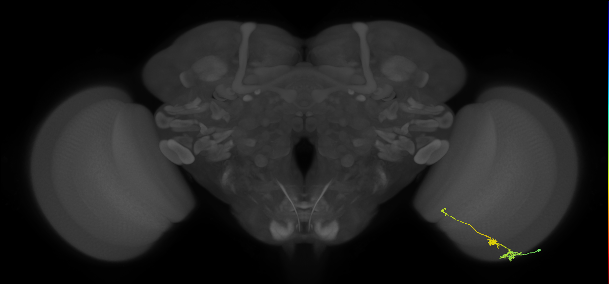 Tm6_R (MaleCNS:105786)