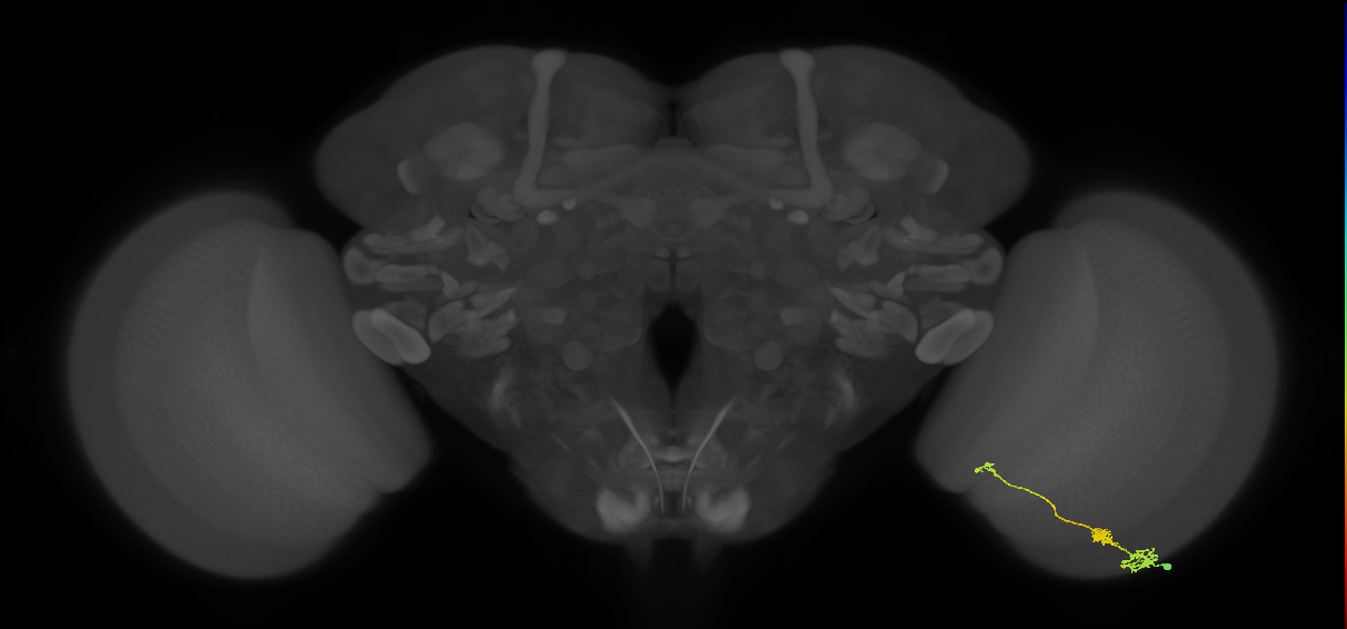 Tm6_R (MaleCNS:105044)