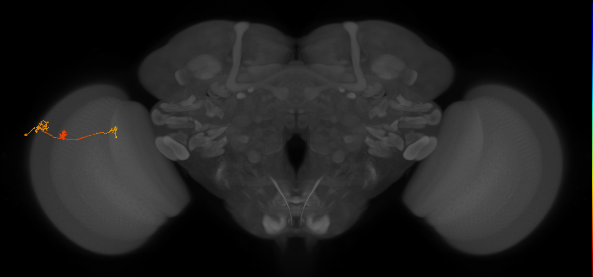 Tm6_L (MaleCNS:52399)