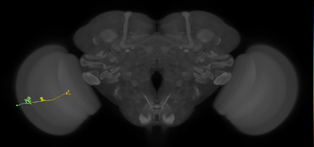 Tm6_L (MaleCNS:174037)
