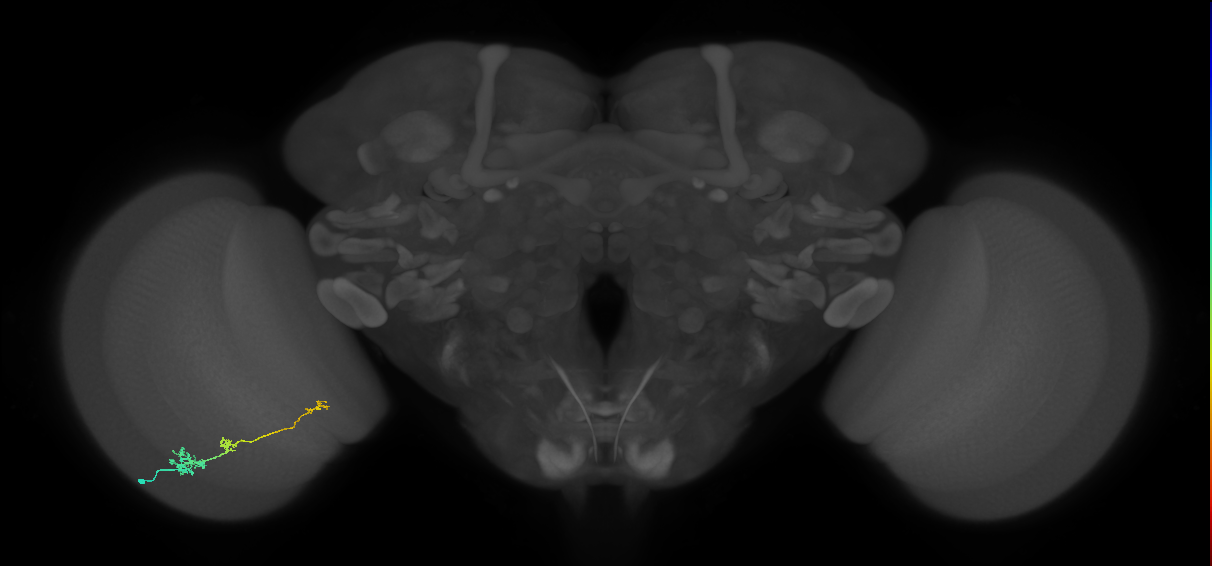 Tm6_L (MaleCNS:161490)
