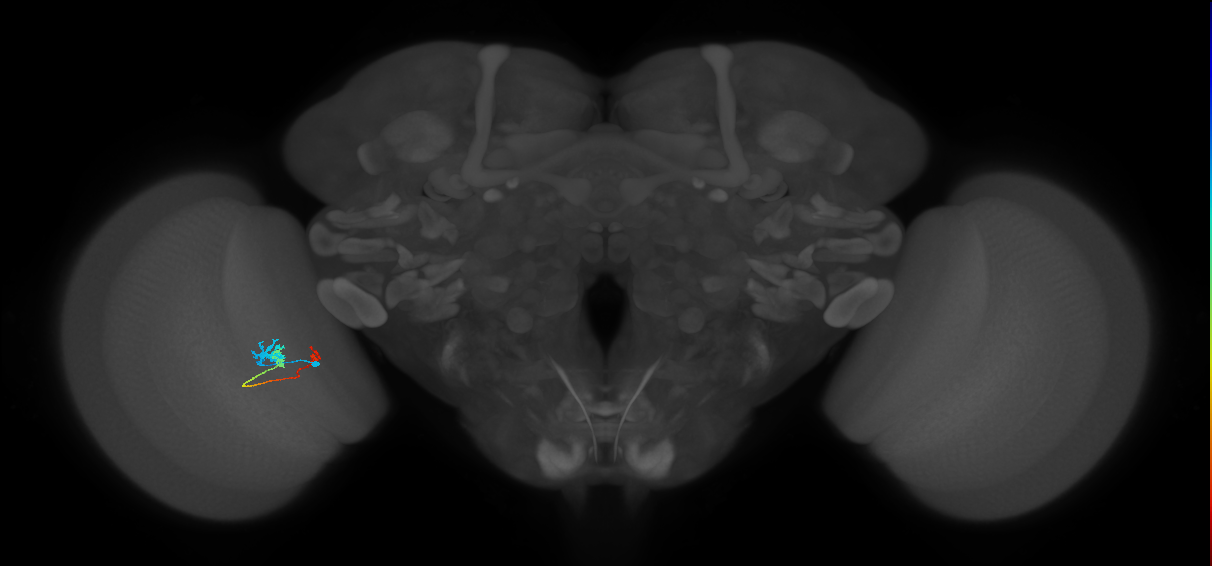 Tm6_L (MaleCNS:512956)