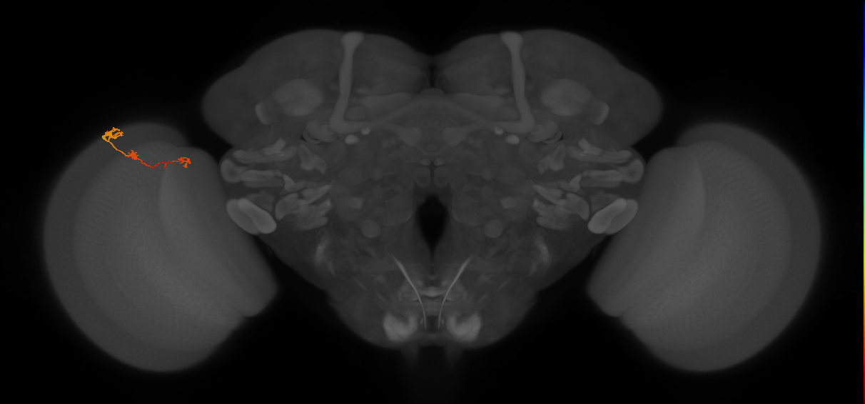Tm6_L (MaleCNS:86344)