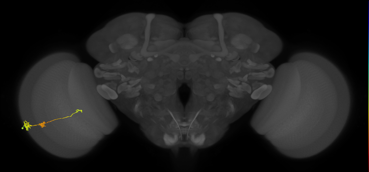 Tm6_L (MaleCNS:101308)