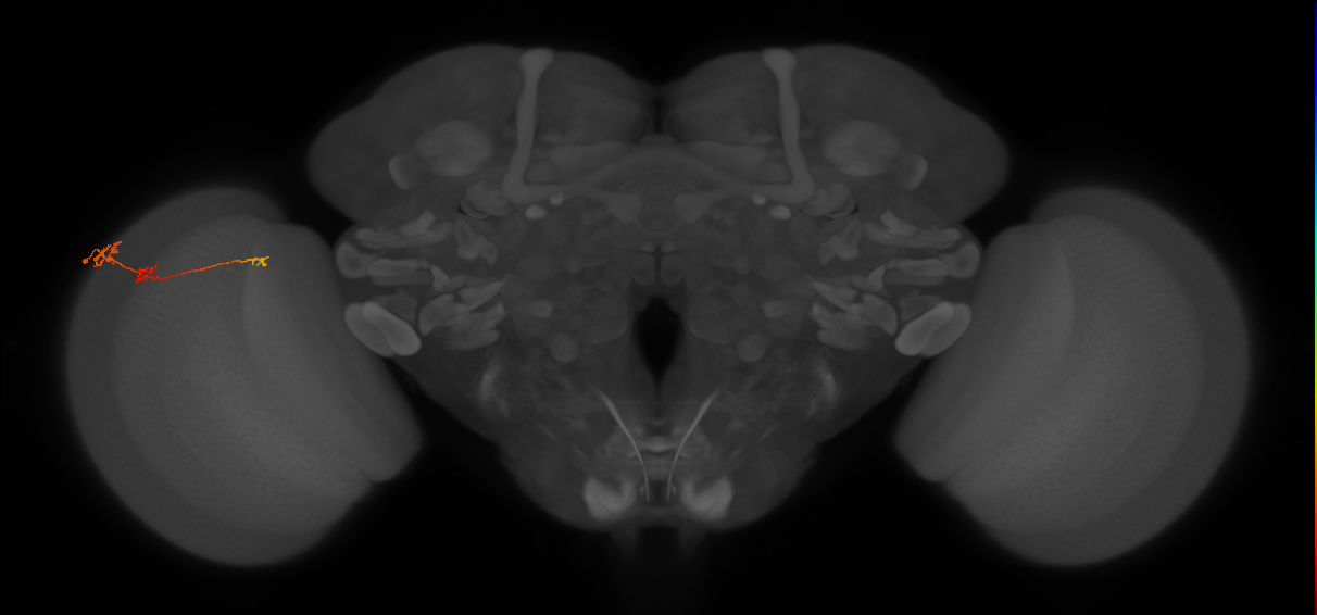 Tm6_L (MaleCNS:137215)