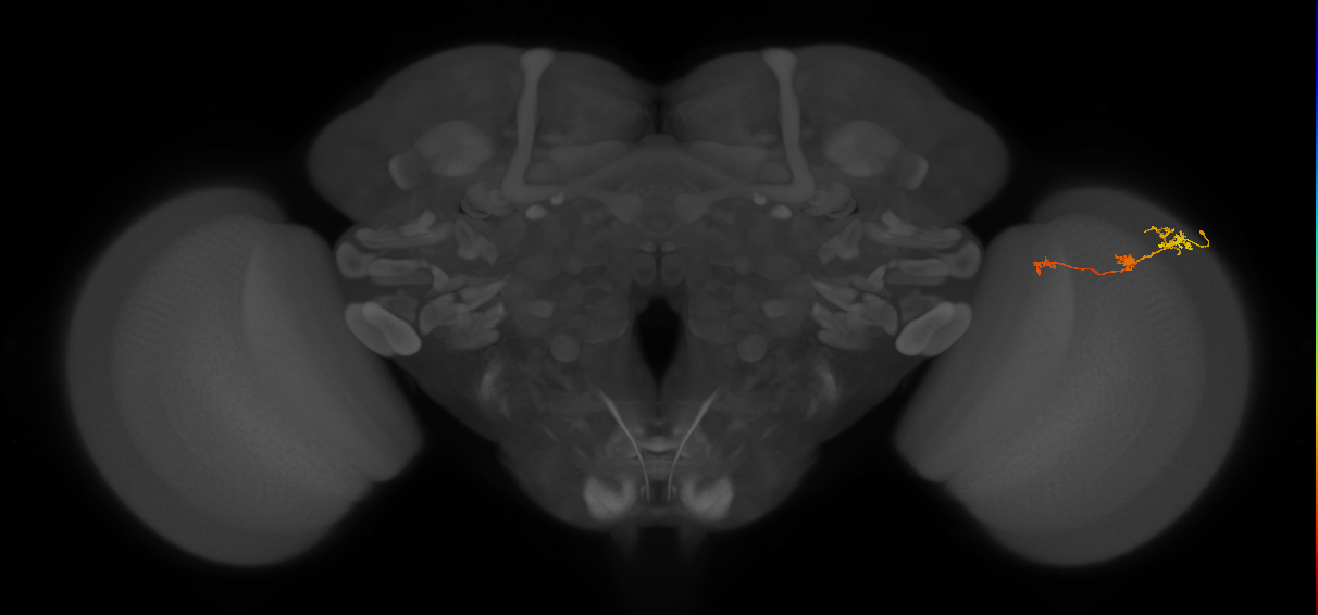 Tm6_R (MaleCNS:99521)