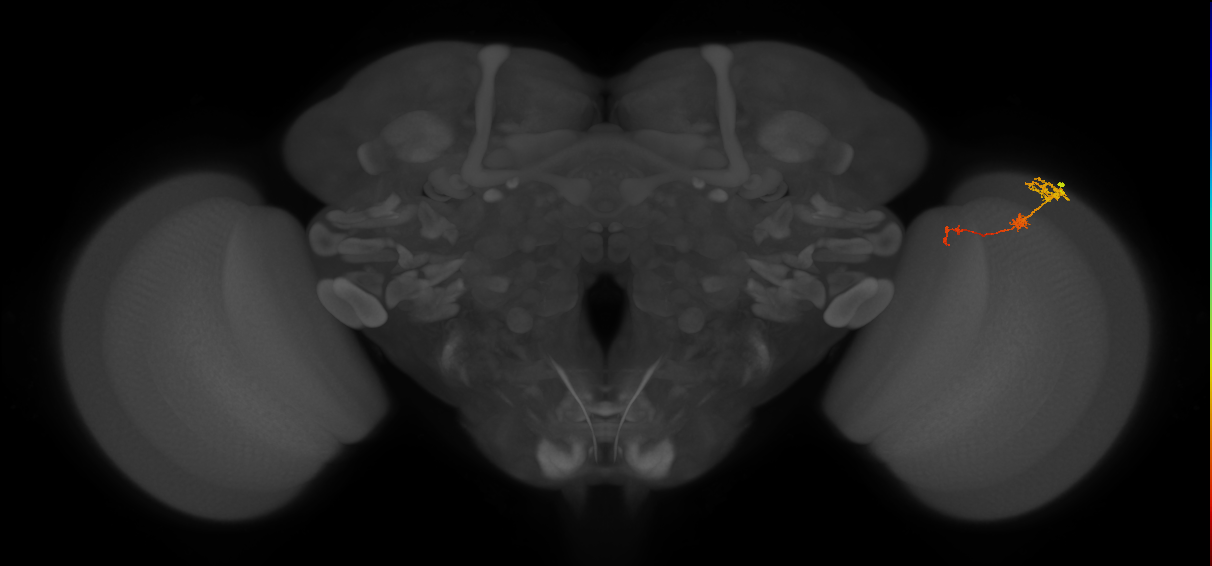 Tm6_R (MaleCNS:107988)