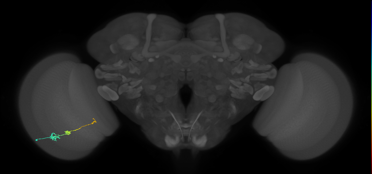 Tm6_L (MaleCNS:569177)