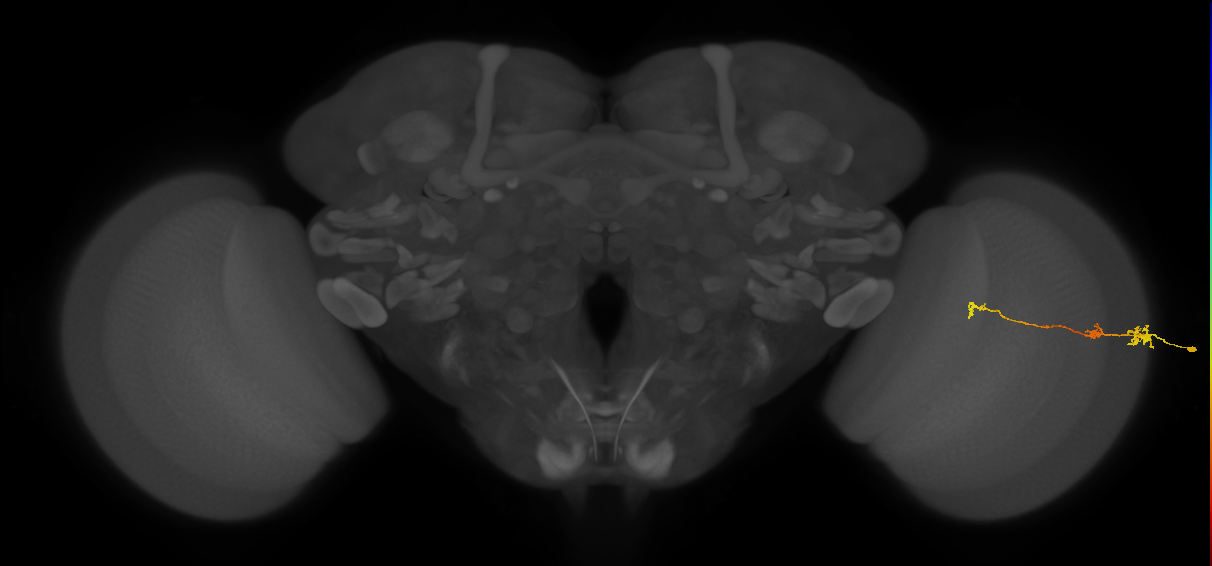Tm6_R (MaleCNS:94869)