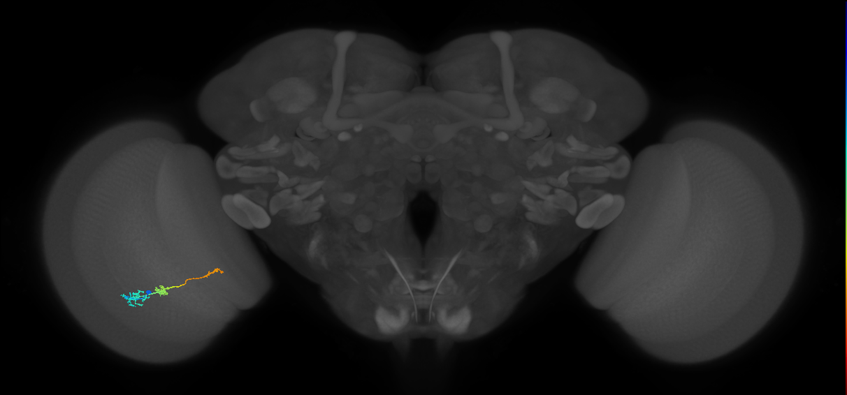 Tm6_L (MaleCNS:165850)