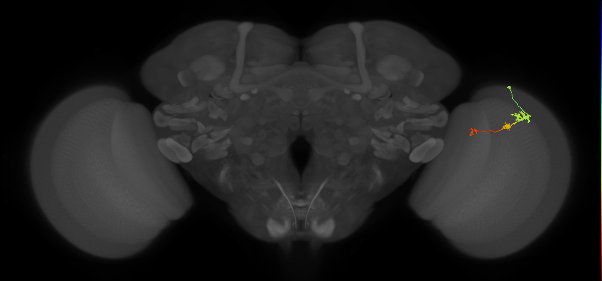 Tm6_R (MaleCNS:109307)