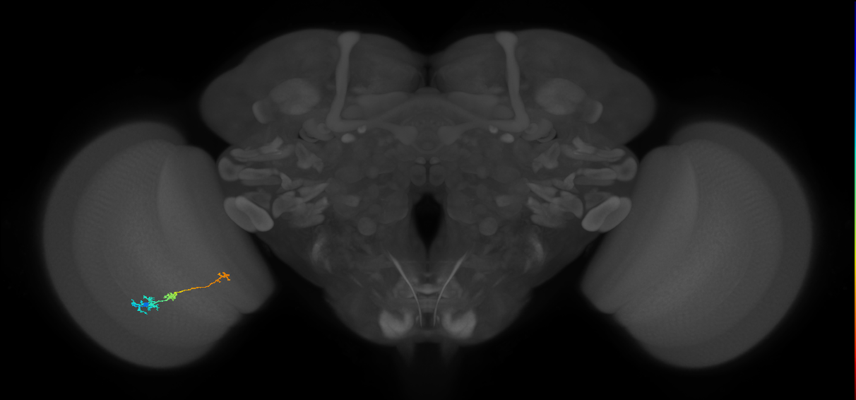 Tm6_L (MaleCNS:156059)