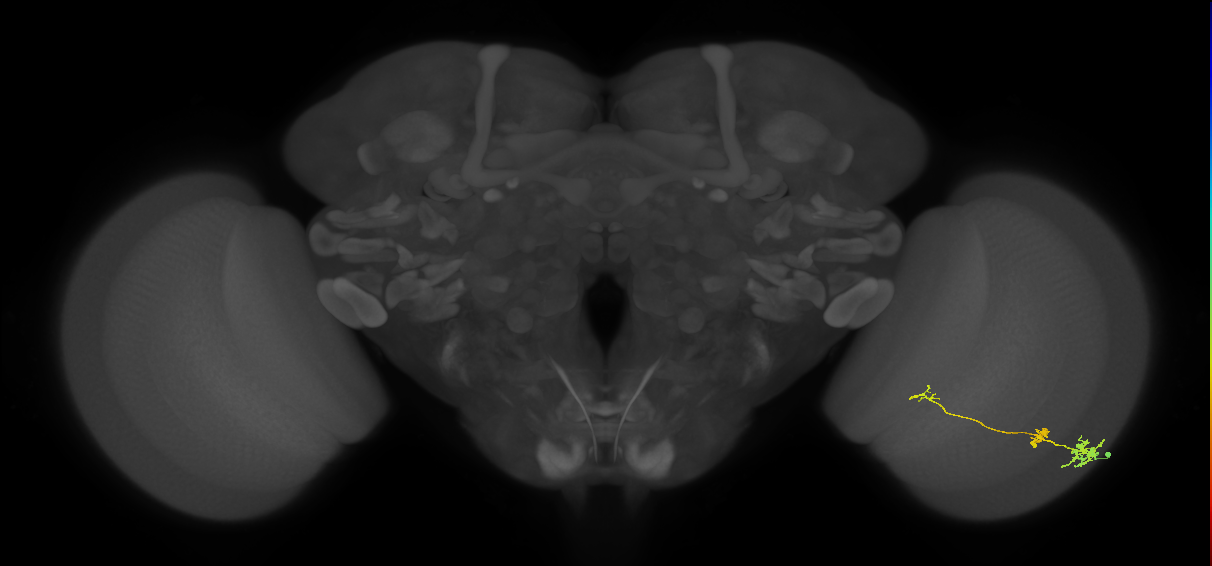 Tm6_R (MaleCNS:93635)