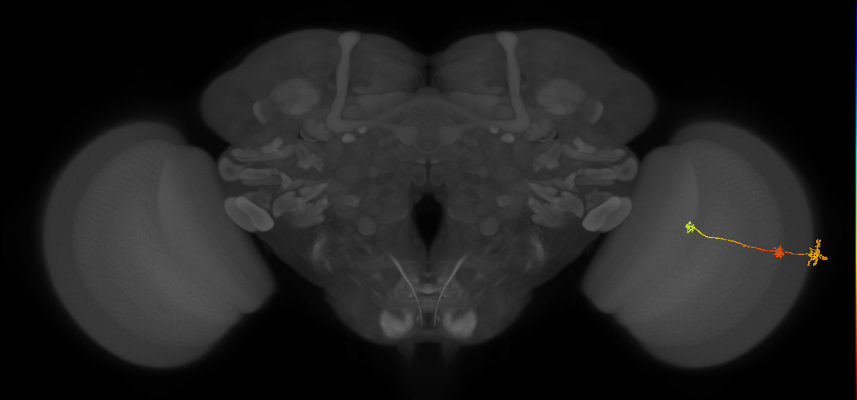 Tm6_R (MaleCNS:93098)