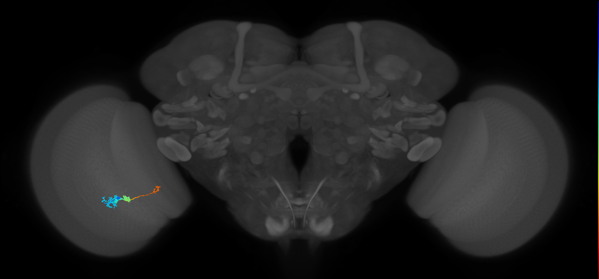 Tm6_L (MaleCNS:25647)