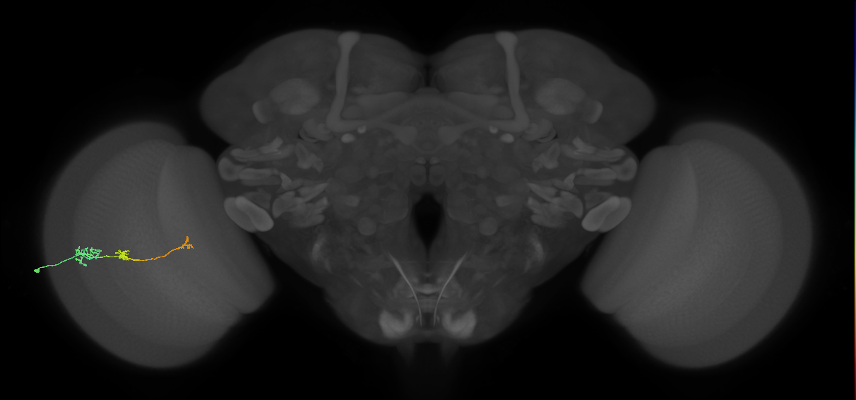 Tm6_L (MaleCNS:544712)