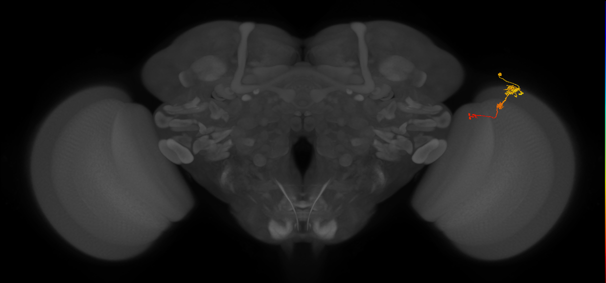 Tm6_R (MaleCNS:98713)