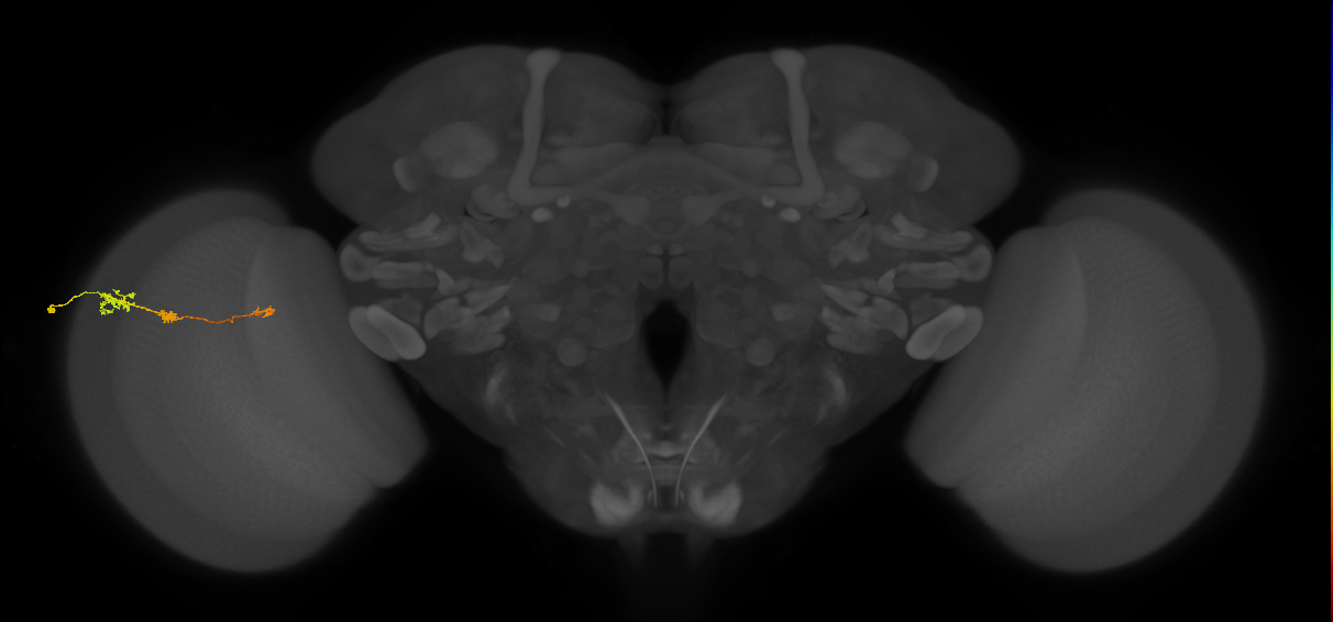 Tm6_L (MaleCNS:530430)