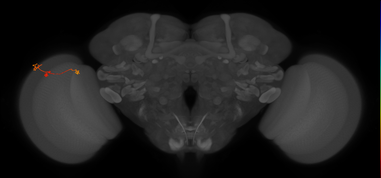 Tm6_L (MaleCNS:90774)