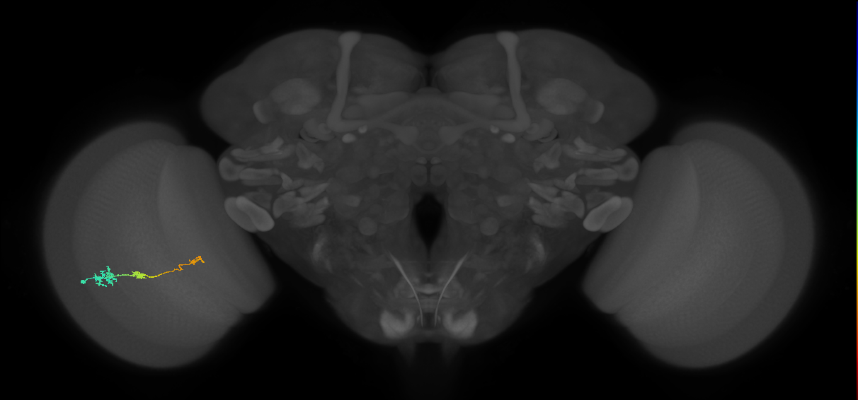 Tm6_L (MaleCNS:513823)