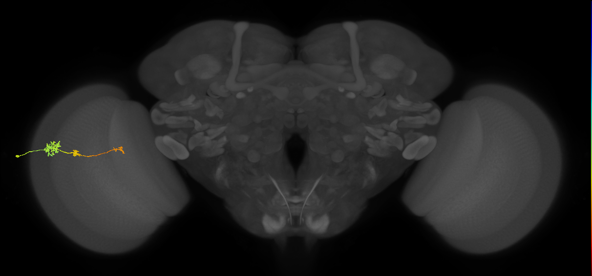 Tm6_L (MaleCNS:92642)