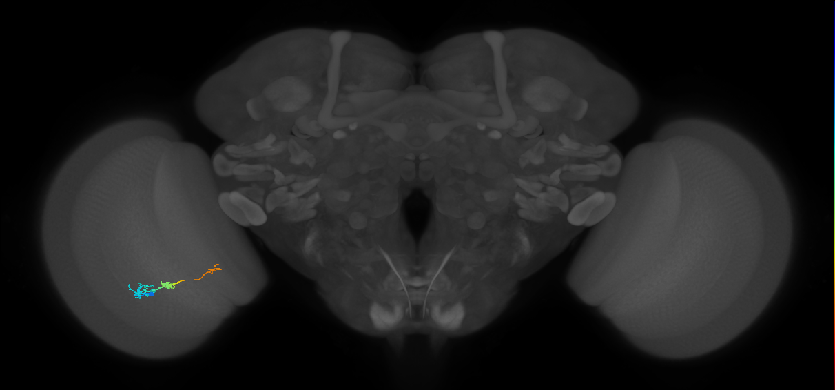 Tm6_L (MaleCNS:62998)
