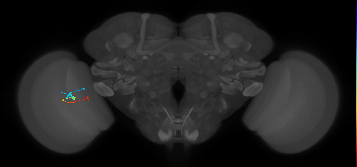 Tm6_L (MaleCNS:511906)