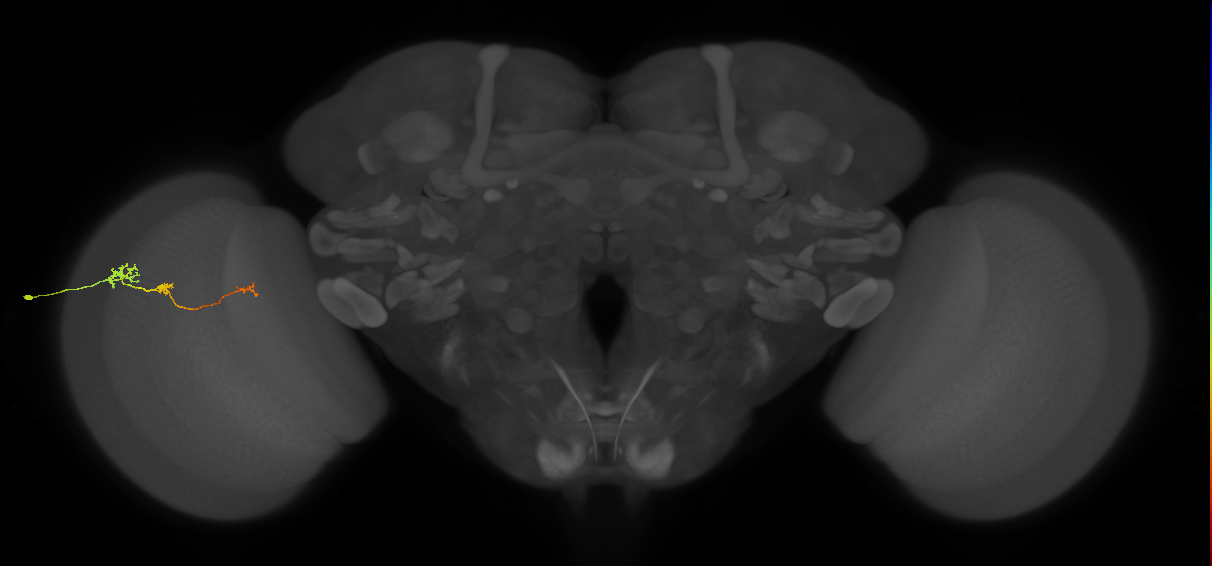 Tm6_L (MaleCNS:532223)