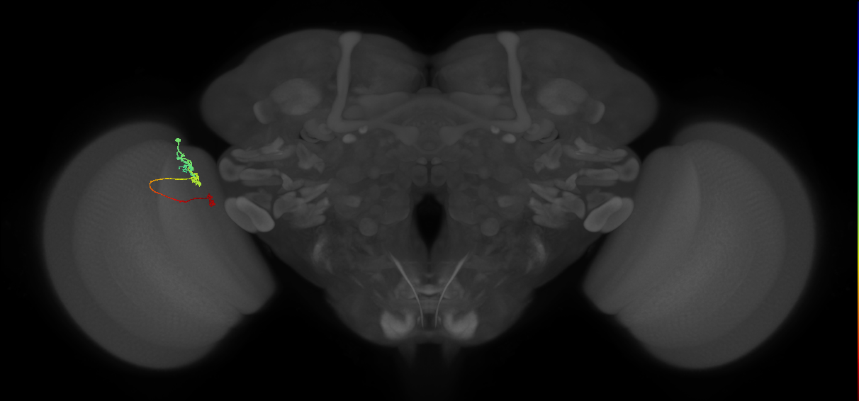 Tm6_L (MaleCNS:580718)