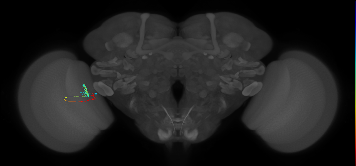 Tm6_L (MaleCNS:38174)