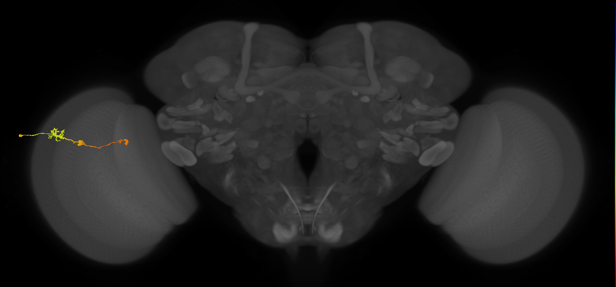 Tm6_L (MaleCNS:533174)