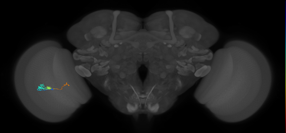 Tm6_L (MaleCNS:69813)