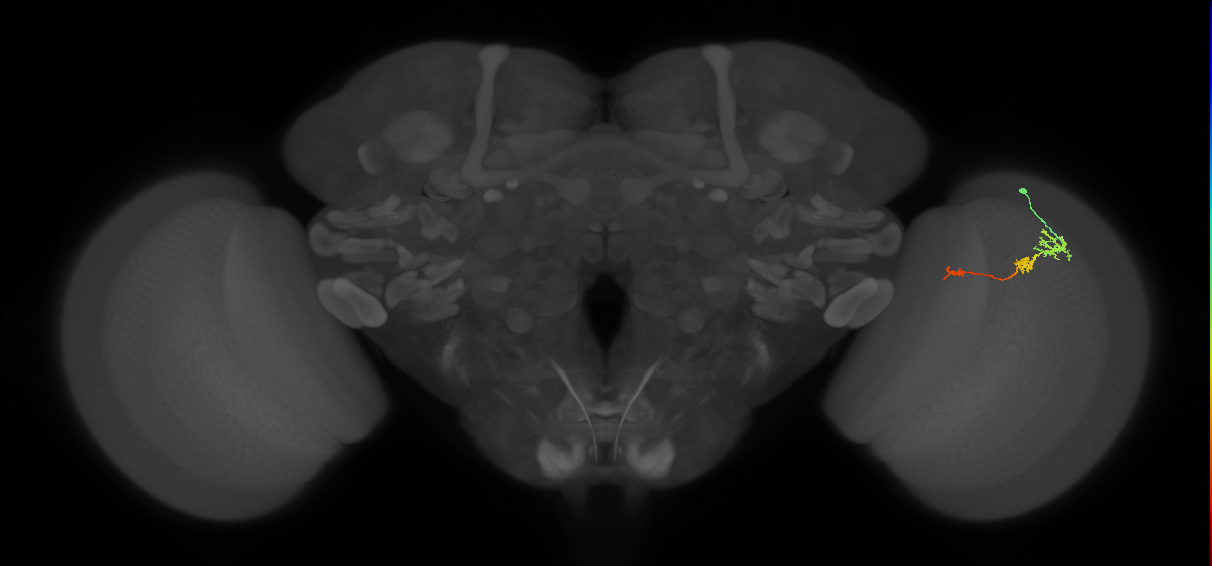 Tm6_R (MaleCNS:106611)