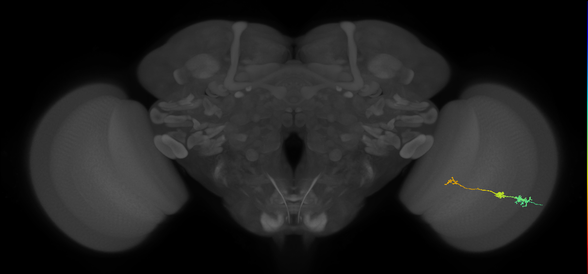 Tm6_R (MaleCNS:144903)
