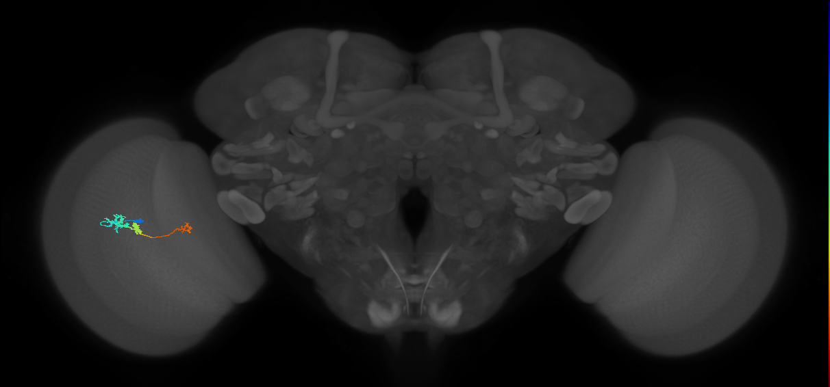 Tm6_L (MaleCNS:536015)