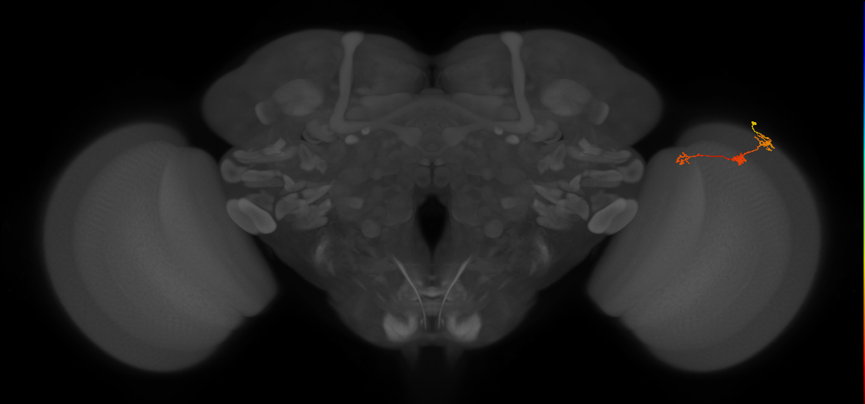 Tm6_R (MaleCNS:95864)
