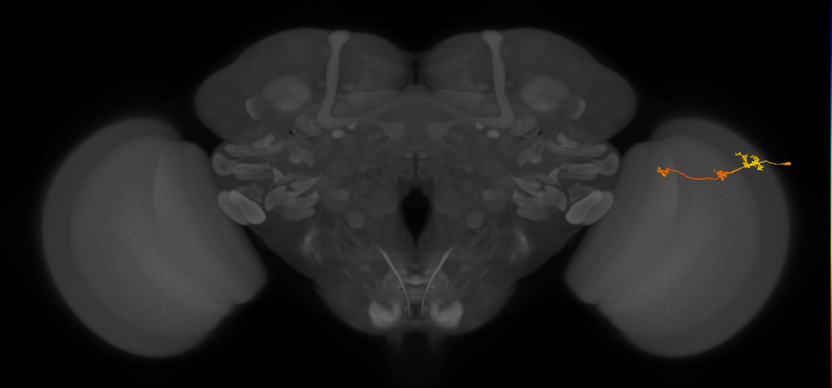 Tm6_R (MaleCNS:104587)
